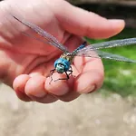 Au Chant Des Oiseaux - Rouge Gorge 3* Varen
