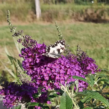 Au Chant Des Oiseaux - Rouge Gorge *