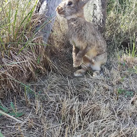 Au Chant Des Oiseaux - Rouge Gorge * Varen