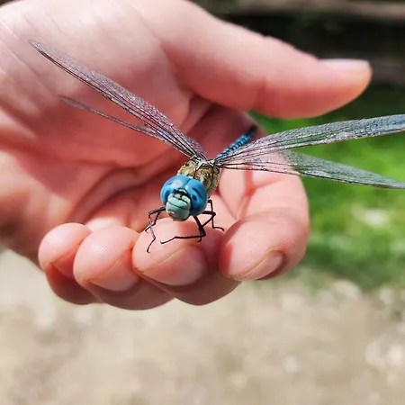 Au Chant Des Oiseaux - Rouge Gorge * Varen