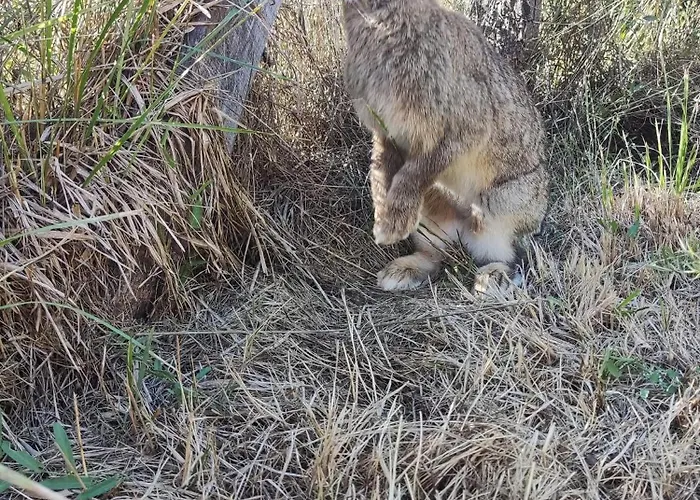 Au Chant Des Oiseaux - Rouge Gorge * Varen