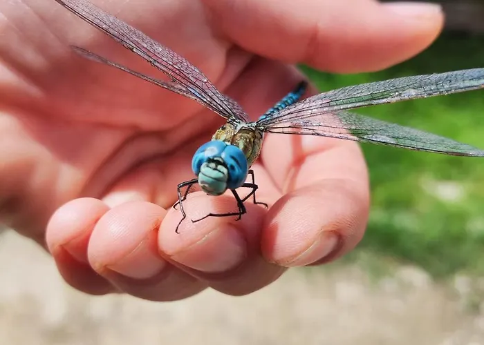 Au Chant Des Oiseaux - Rouge Gorge * Varen